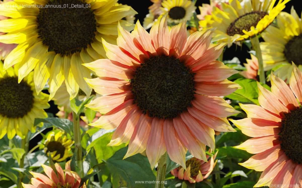 MT-PM-V145-Helianthus-annuus-01-Detail-01-1200x750