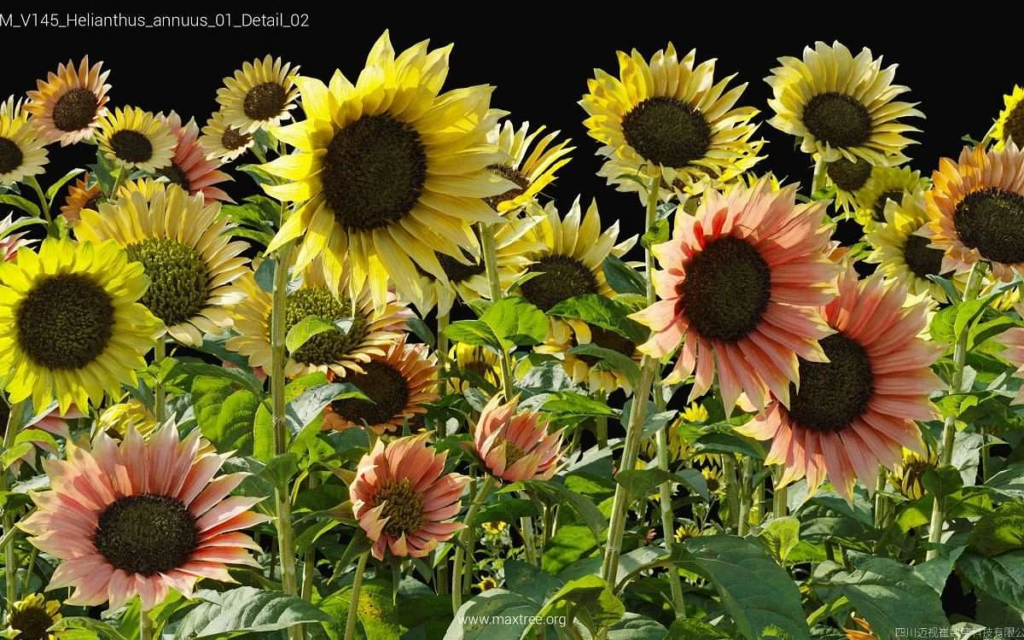 MT-PM-V145-Helianthus-annuus-01-Detail-02-1200x750