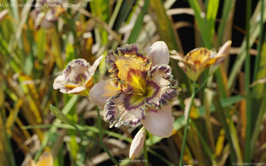 MT-PM-V145-Hemerocallis-hybridus-01-Detail-01-1200x750