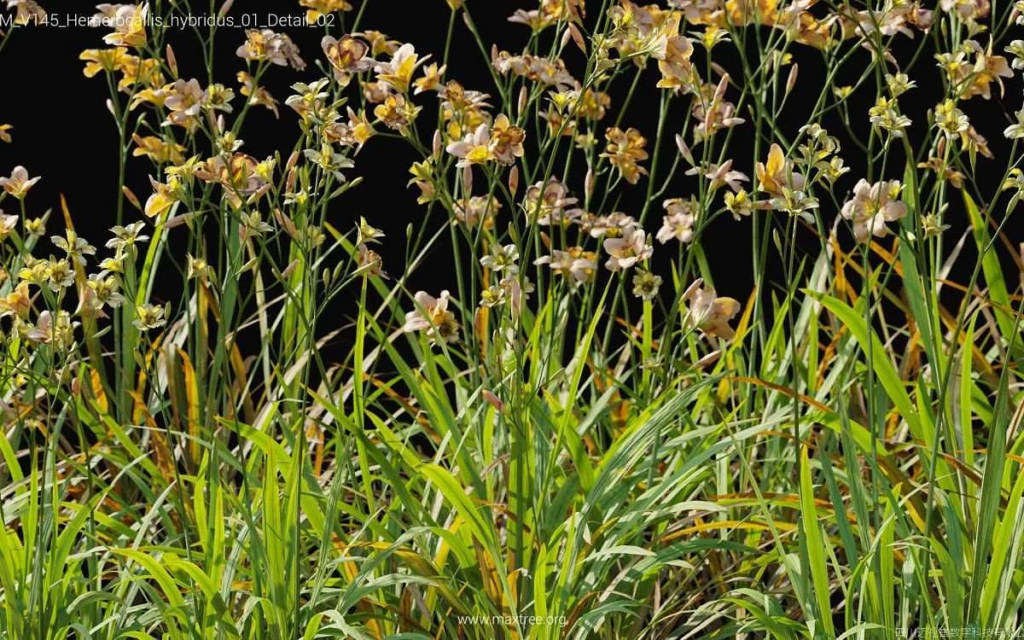 MT-PM-V145-Hemerocallis-hybridus-01-Detail-02-1200x750