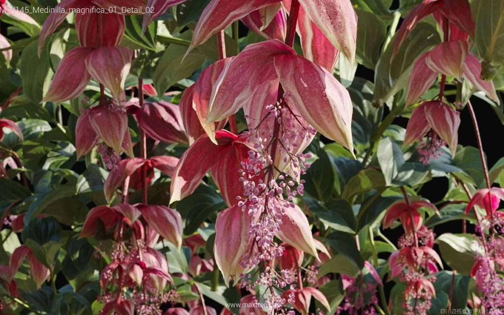 MT-PM-V145-Medinilla-magnifica-01-Detail-02-1200x750