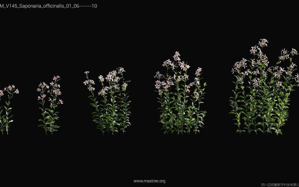 MT-PM-V145-Saponaria-officinalis-01-06-10-1200x750