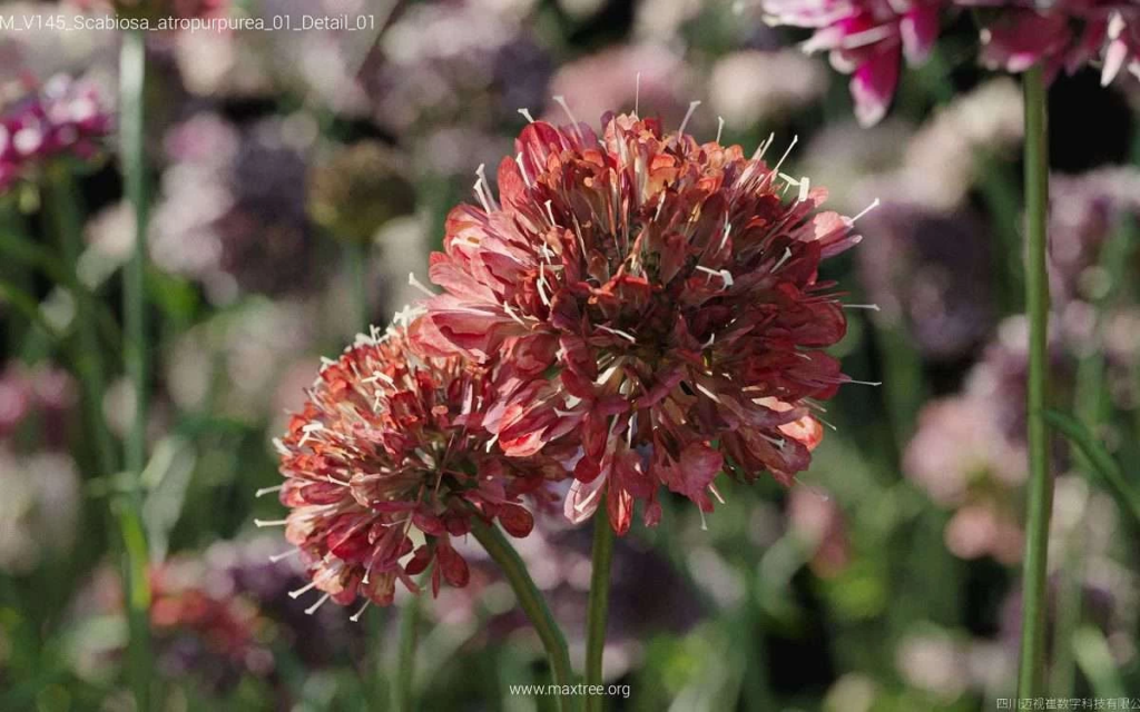 MT-PM-V145-Scabiosa-atropurpurea-01-Detail-01-1200x750