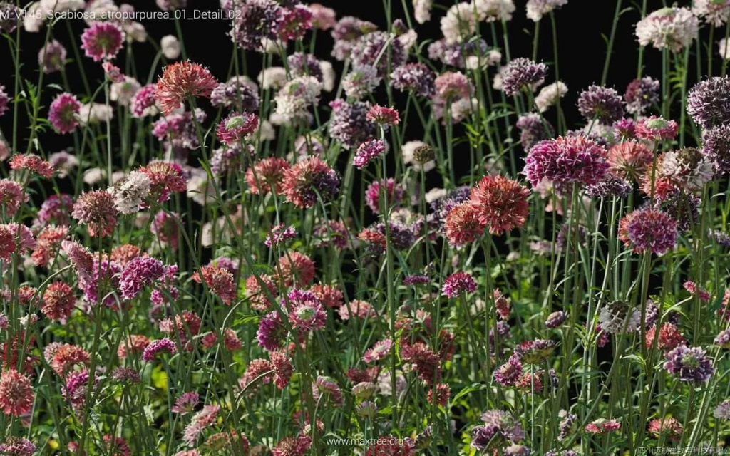 MT-PM-V145-Scabiosa-atropurpurea-01-Detail-02-1200x750