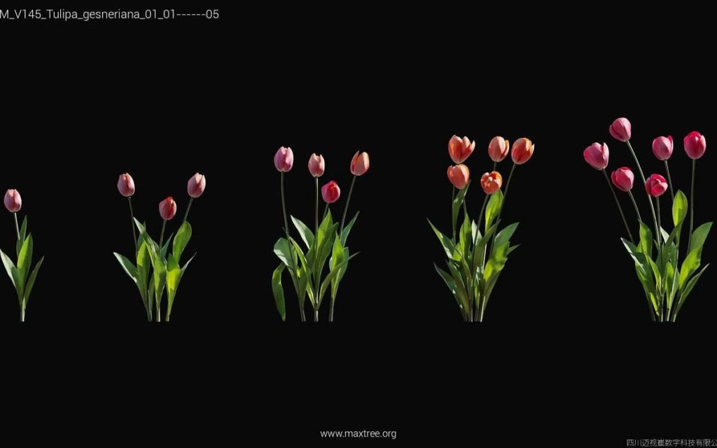 MT-PM-V145-Tulipa-gesneriana-01-01-05-1200x750