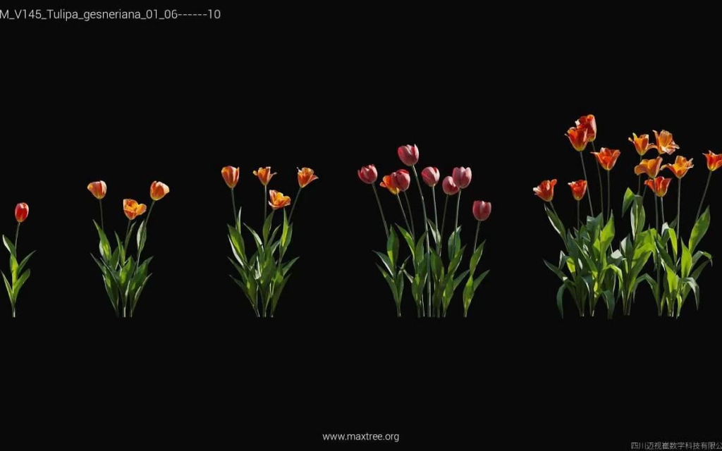 MT-PM-V145-Tulipa-gesneriana-01-06-10-1200x750