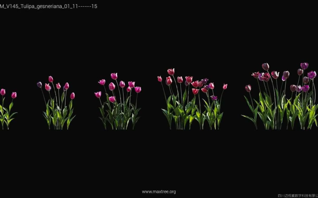 MT-PM-V145-Tulipa-gesneriana-01-11-15-1200x750