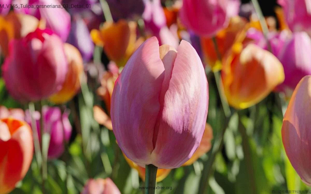 MT-PM-V145-Tulipa-gesneriana-01-Detail-01-1200x750