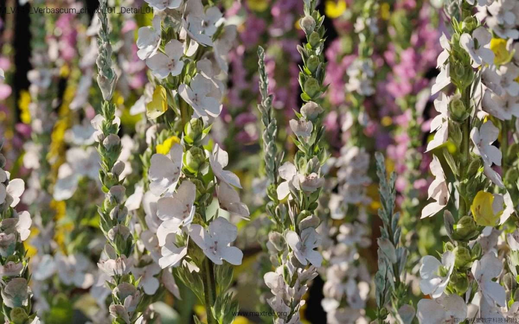 MT-PM-V145-Verbascum-chaixii-01-Detail-01-1200x750