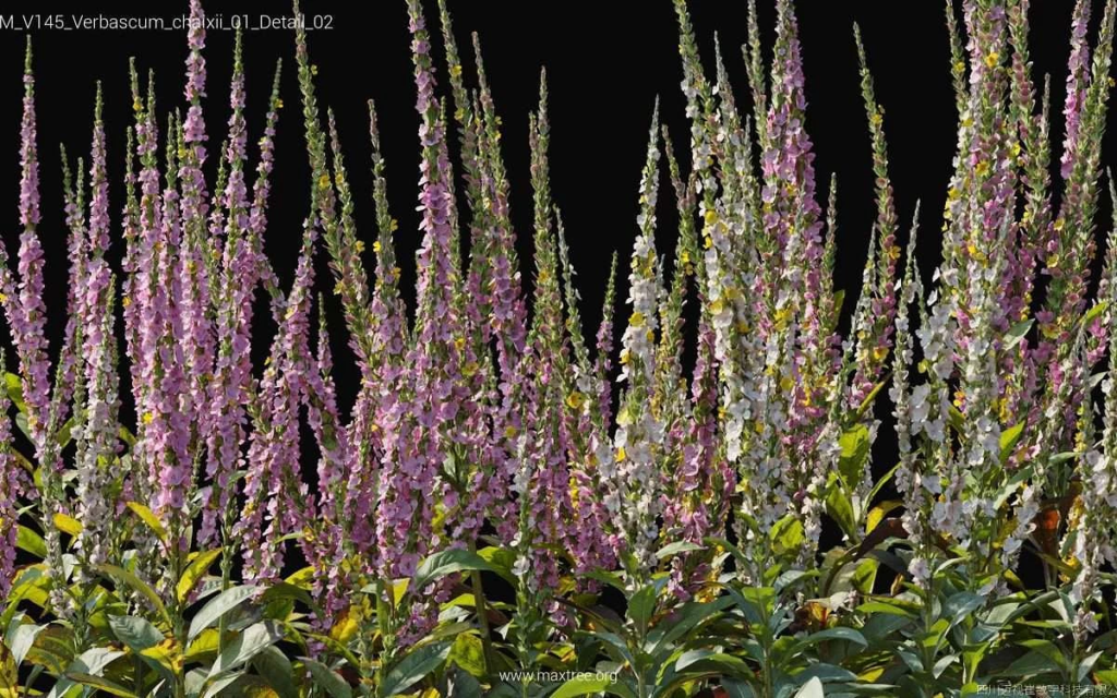 MT-PM-V145-Verbascum-chaixii-01-Detail-02-1200x750