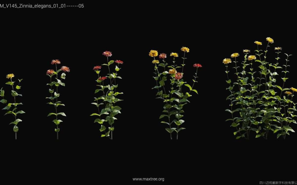 MT-PM-V145-Zinnia-elegans-01-01-05-1200x750