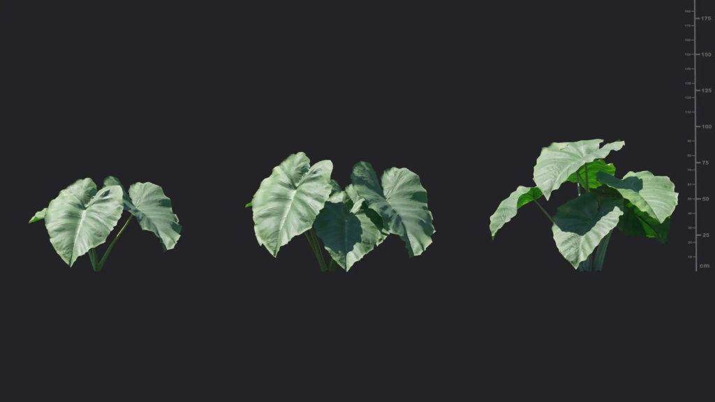 MT-PM-V18-Colocasia-gigantea-01-01-03