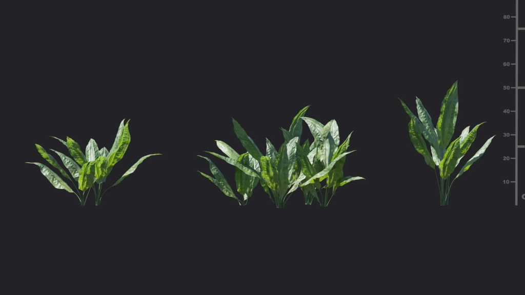 MT-PM-V18-Cyclanthus-bipartitus-01-01-03