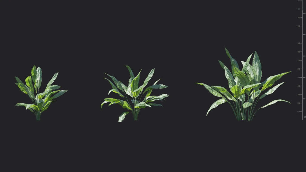 MT-PM-V18-Cyclanthus-bipartitus-01-04-06