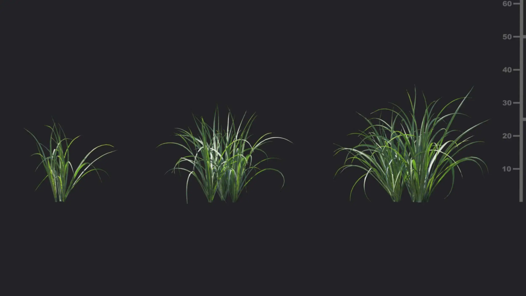 MT-PM-V18-Cymbopogon-citratus-01-01-03