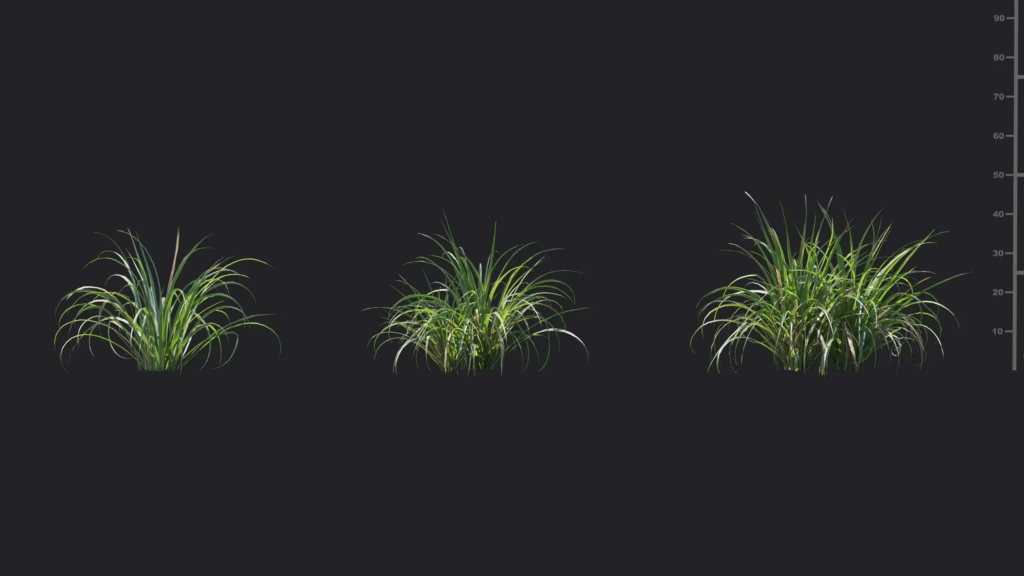 MT-PM-V18-Cymbopogon-citratus-01-04-06