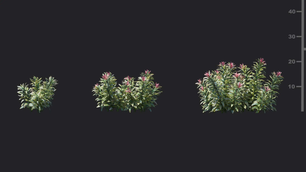 MT-PM-V18-Euphorbia-ascot-rainbow-01-01-03