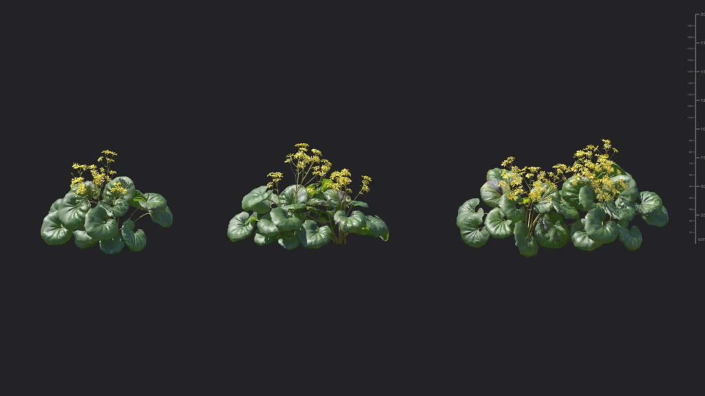 MT-PM-V18-Farfugium-japonicum-01-04-06