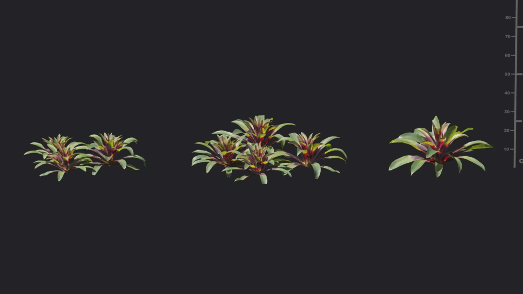 MT-PM-V18-Guzmania-sanguinea-01-01-03