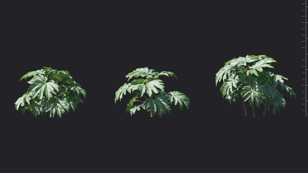 MT-PM-V18-Tetrapanax-papyrifer-01-01-03