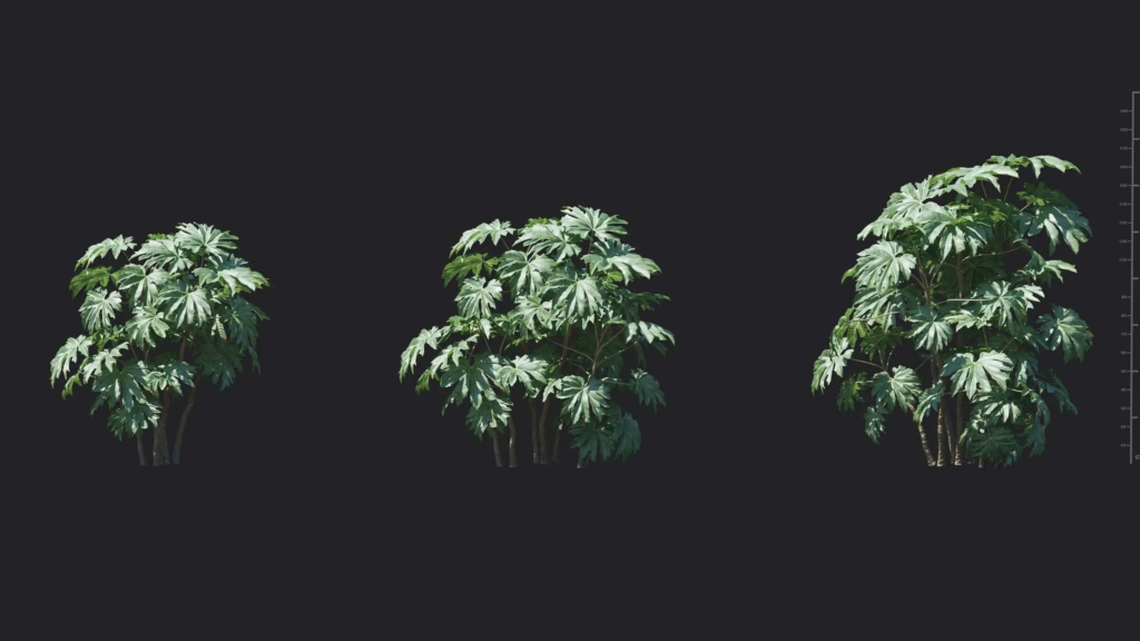 MT-PM-V18-Tetrapanax-papyrifer-01-04-06