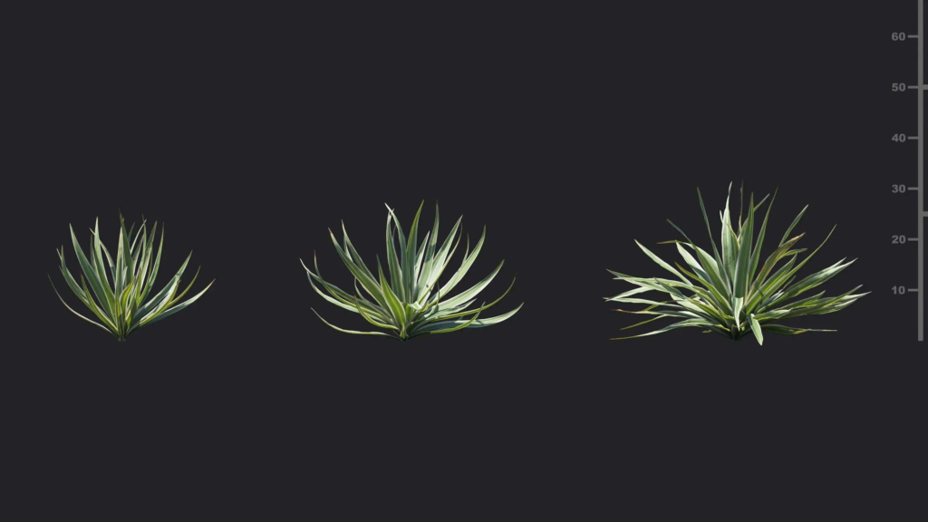 MT-PM-V18-Yucca-filamentosa-bright-edge-01-01-03
