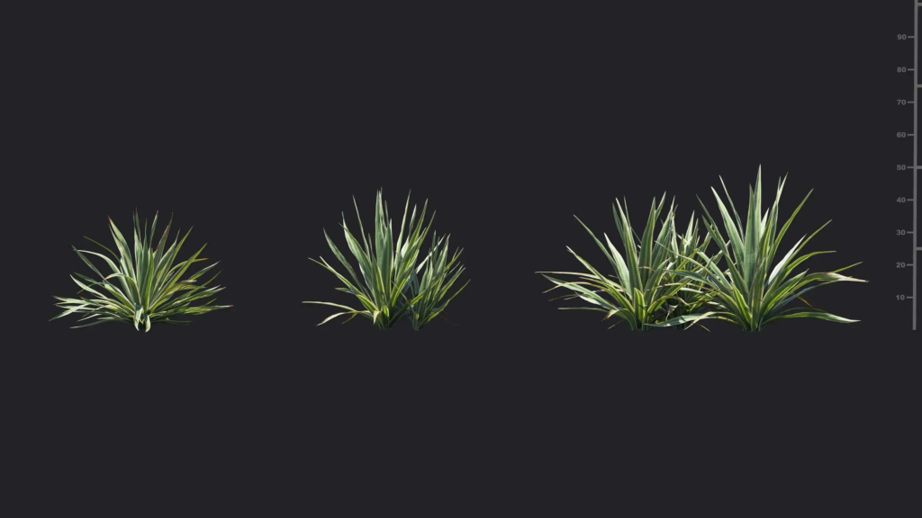 MT-PM-V18-Yucca-filamentosa-bright-edge-01-04-06