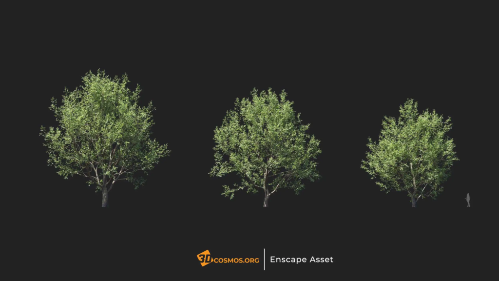 MT-PM-V20-Celtis-koraiensis-01-01-03