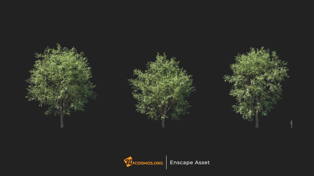 MT-PM-V20-Celtis-koraiensis-01-04-06