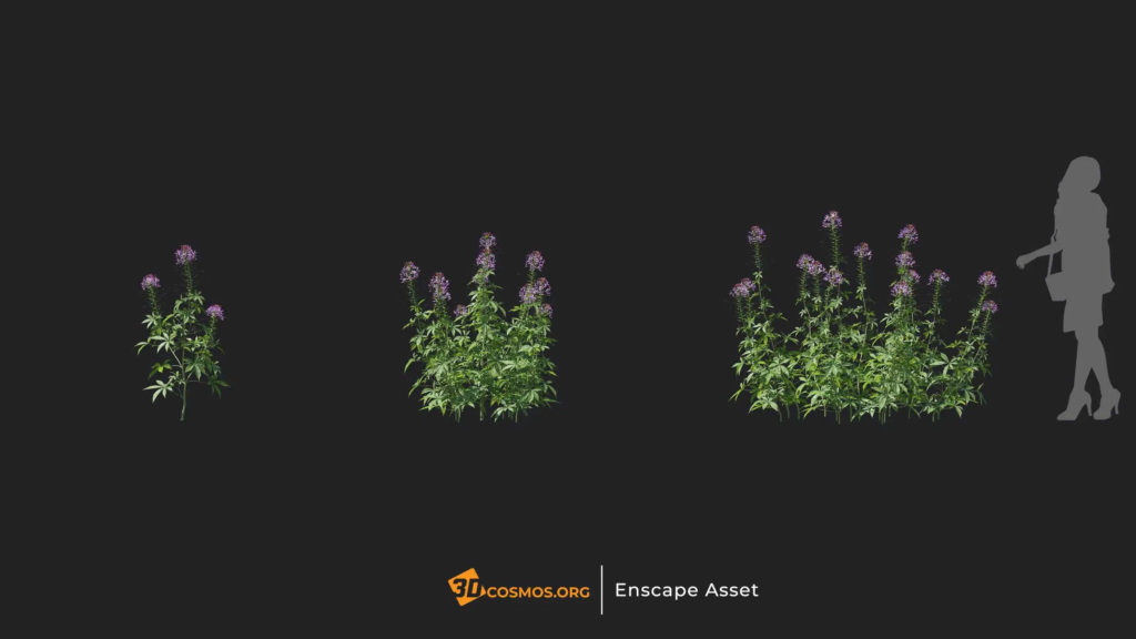 MT-PM-V20-Cleome-spinosa-01-01-03