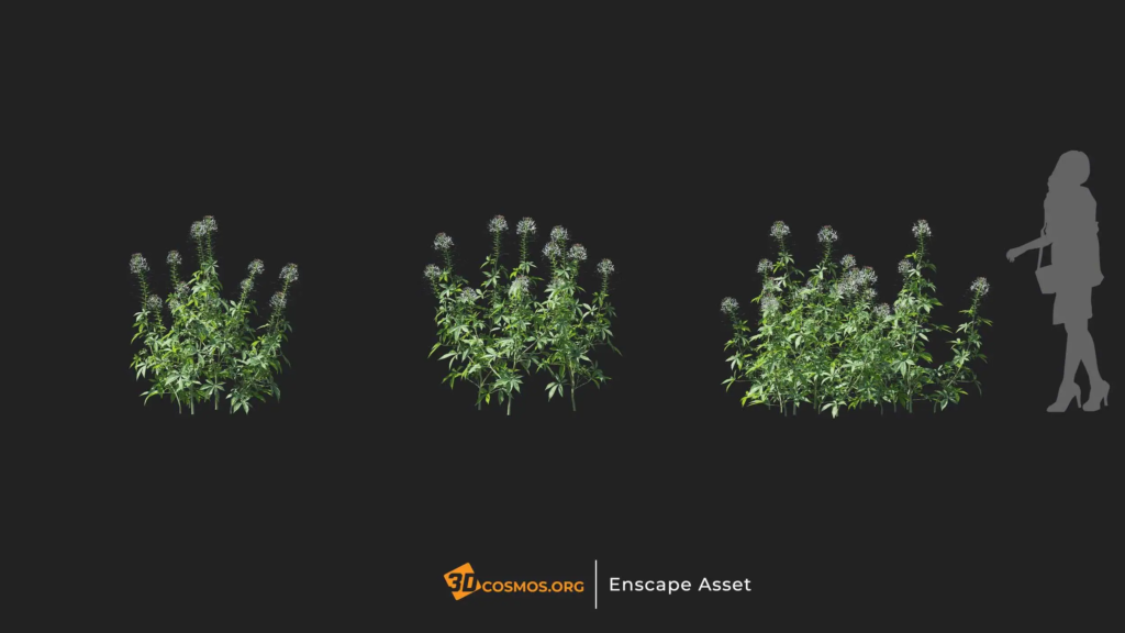 MT-PM-V20-Cleome-spinosa-01-04-06