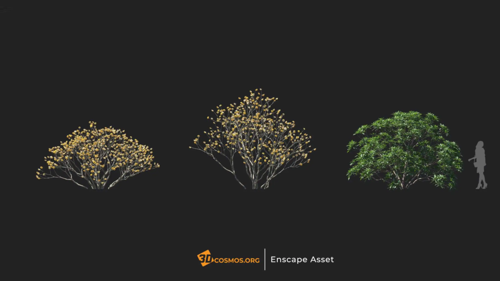 MT-PM-V20-Edgeworthia-chrysantha-01-01-03