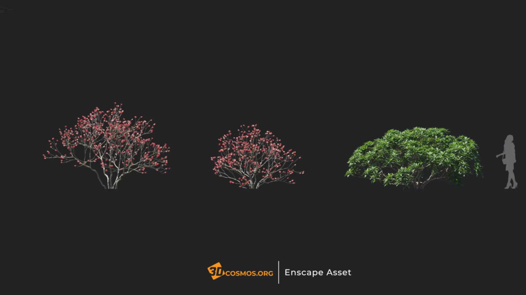 MT-PM-V20-Edgeworthia-chrysantha-01-04-06