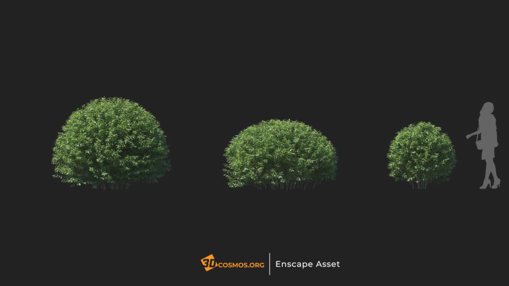 MT-PM-V20-Elaeagnus-pungens-01-01-03