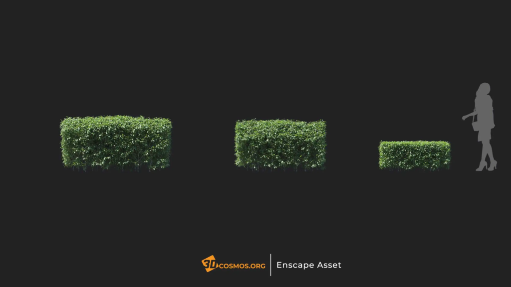 MT-PM-V20-Elaeagnus-pungens-01-04-06