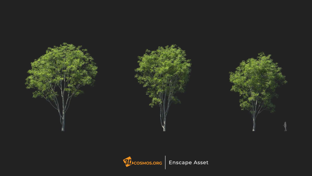 MT-PM-V20-Fraxinus-rhynchophylla-01-01-03