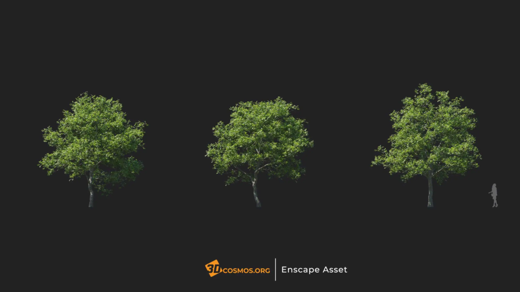 MT-PM-V20-Fraxinus-rhynchophylla-01-04-06