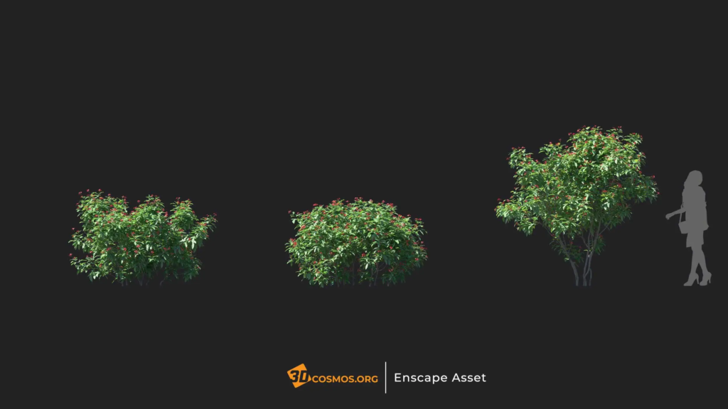 MT-PM-V20-Jatropha-integerrima-01-04-06