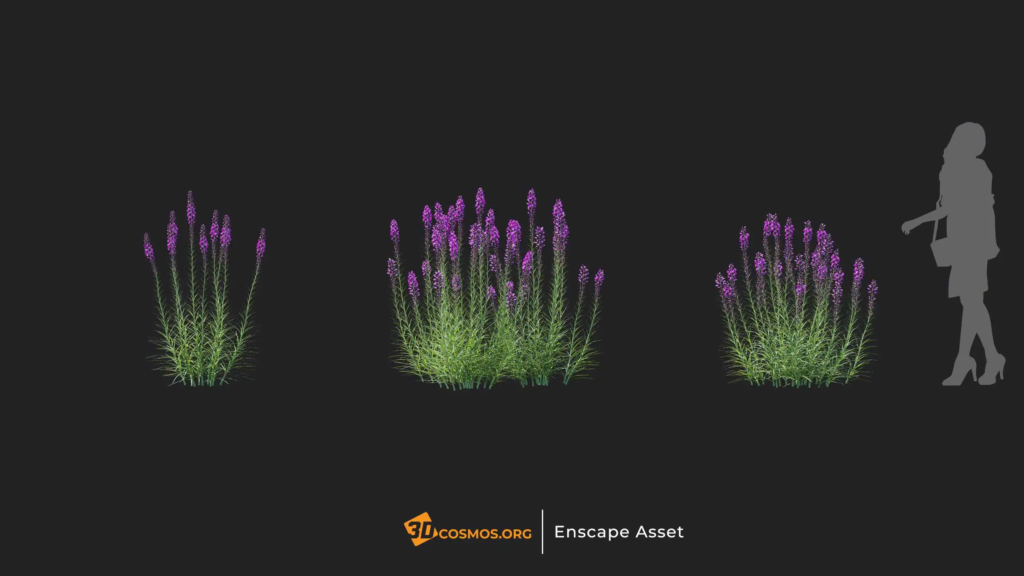 MT-PM-V20-Liatris-spicata-01-01-03