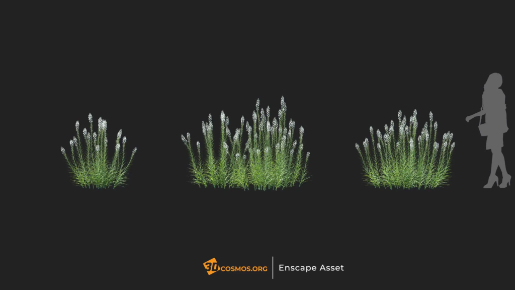 MT-PM-V20-Liatris-spicata-01-04-06