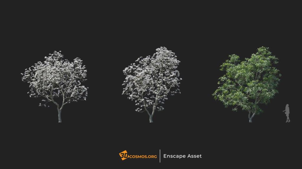 MT-PM-V20-Magnolia-officinalis-01-04-06