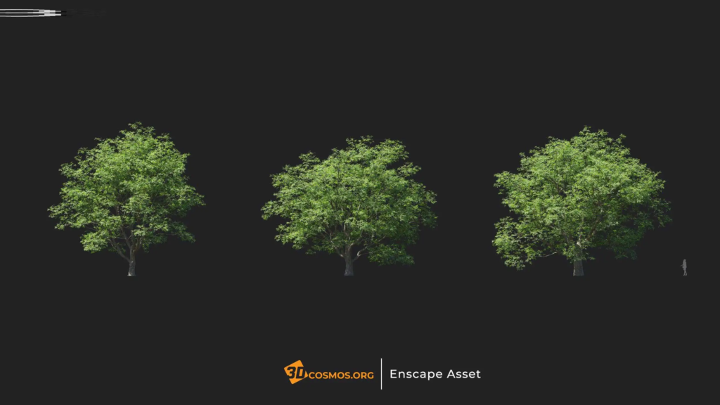 MT-PM-V20-Phellodendron-amurense-01-01-03