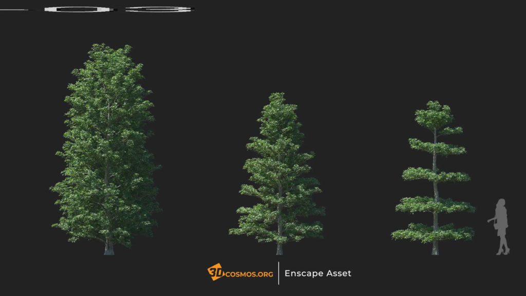 MT-PM-V20-Ternstroemia-gymnanthera-01-01-03