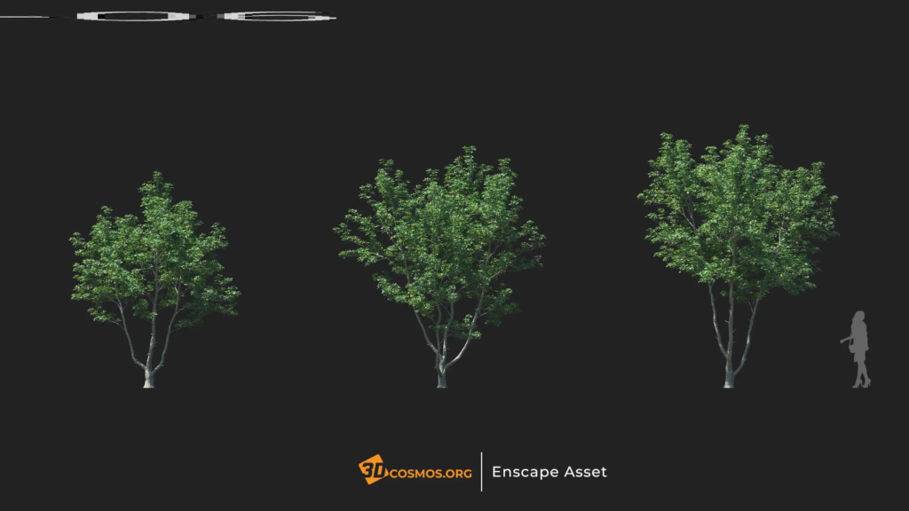 MT-PM-V20-Ternstroemia-gymnanthera-01-04-06