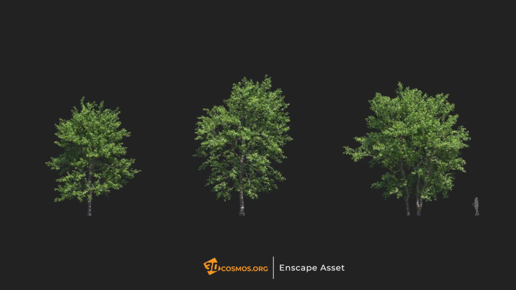 MT-PM-V20-Tilia-amurensis-01-01-03