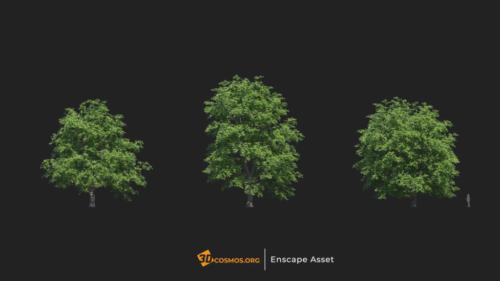 MT-PM-V20-Tilia-amurensis-01-04-06