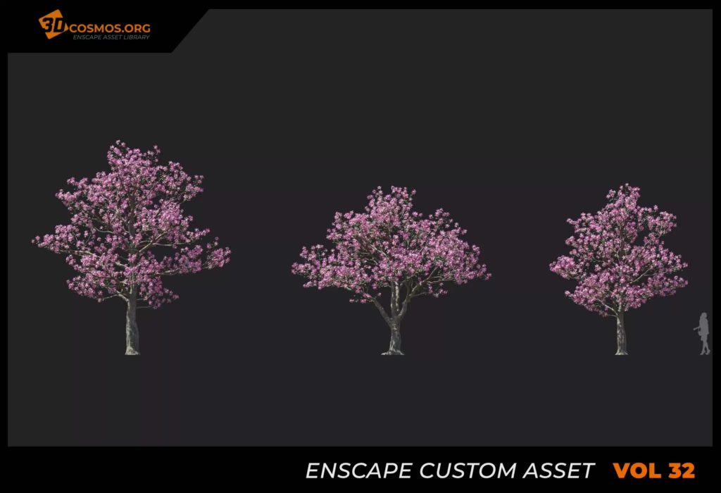MT-PM-V32-Ceiba-speciosa-01-04-06