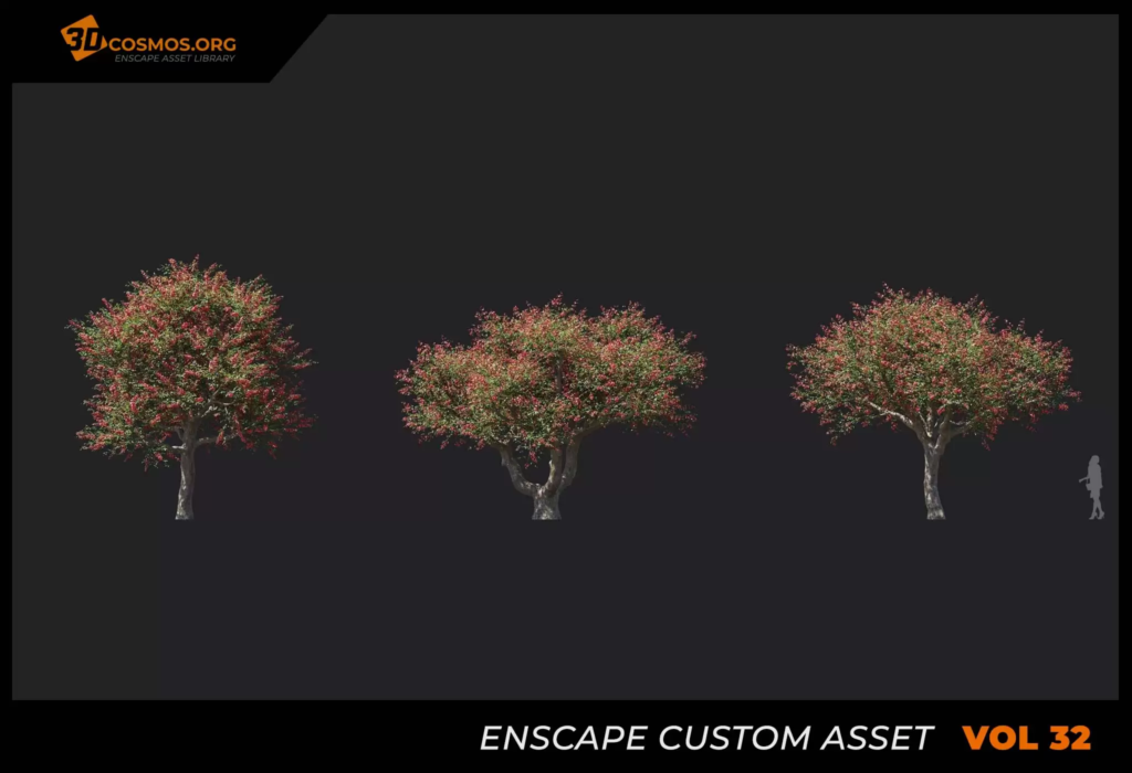 MT-PM-V32-Erythrina-crista-galli-01-01-03