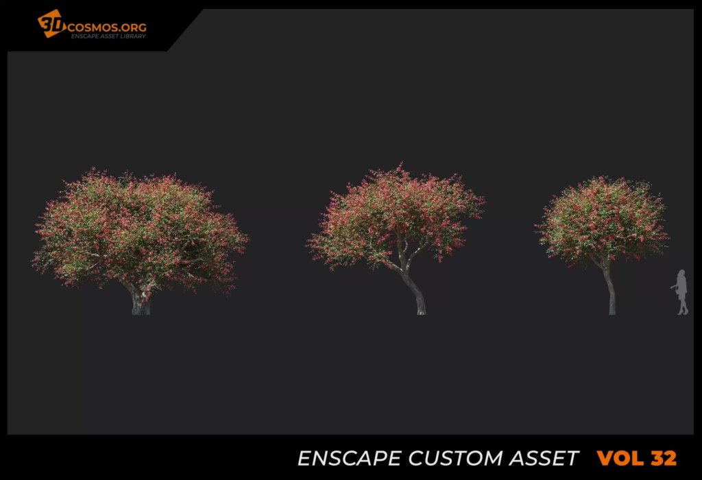 MT-PM-V32-Erythrina-crista-galli-01-04-06