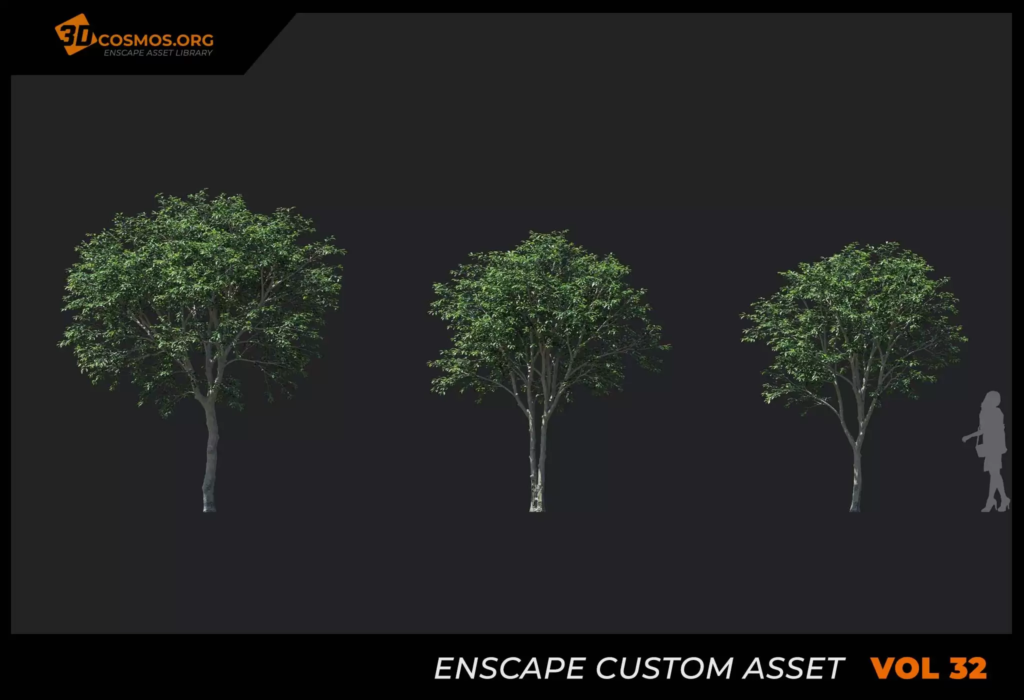 MT-PM-V32-Ficus-benjamina-01-01-03